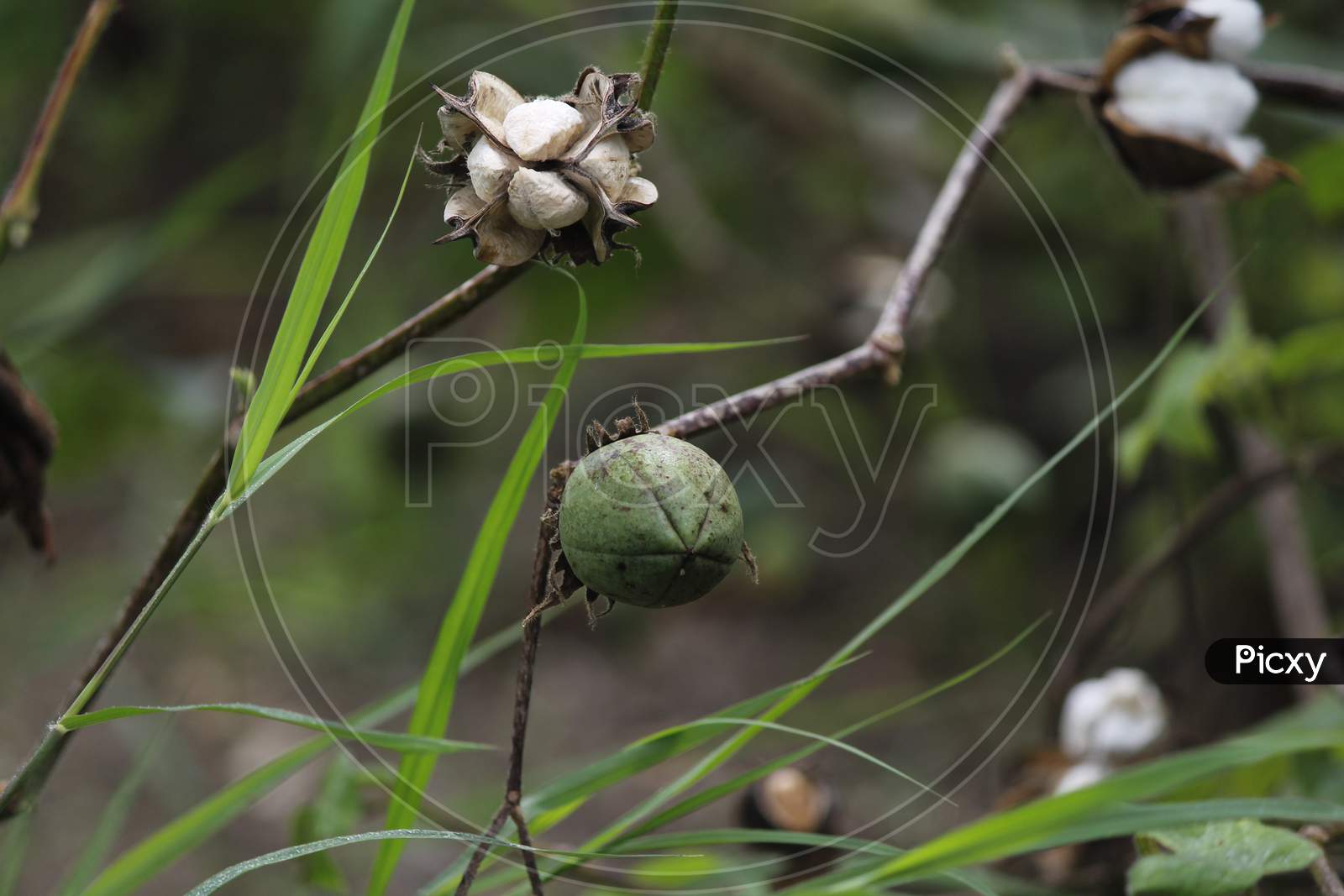 cotton seed and flowers