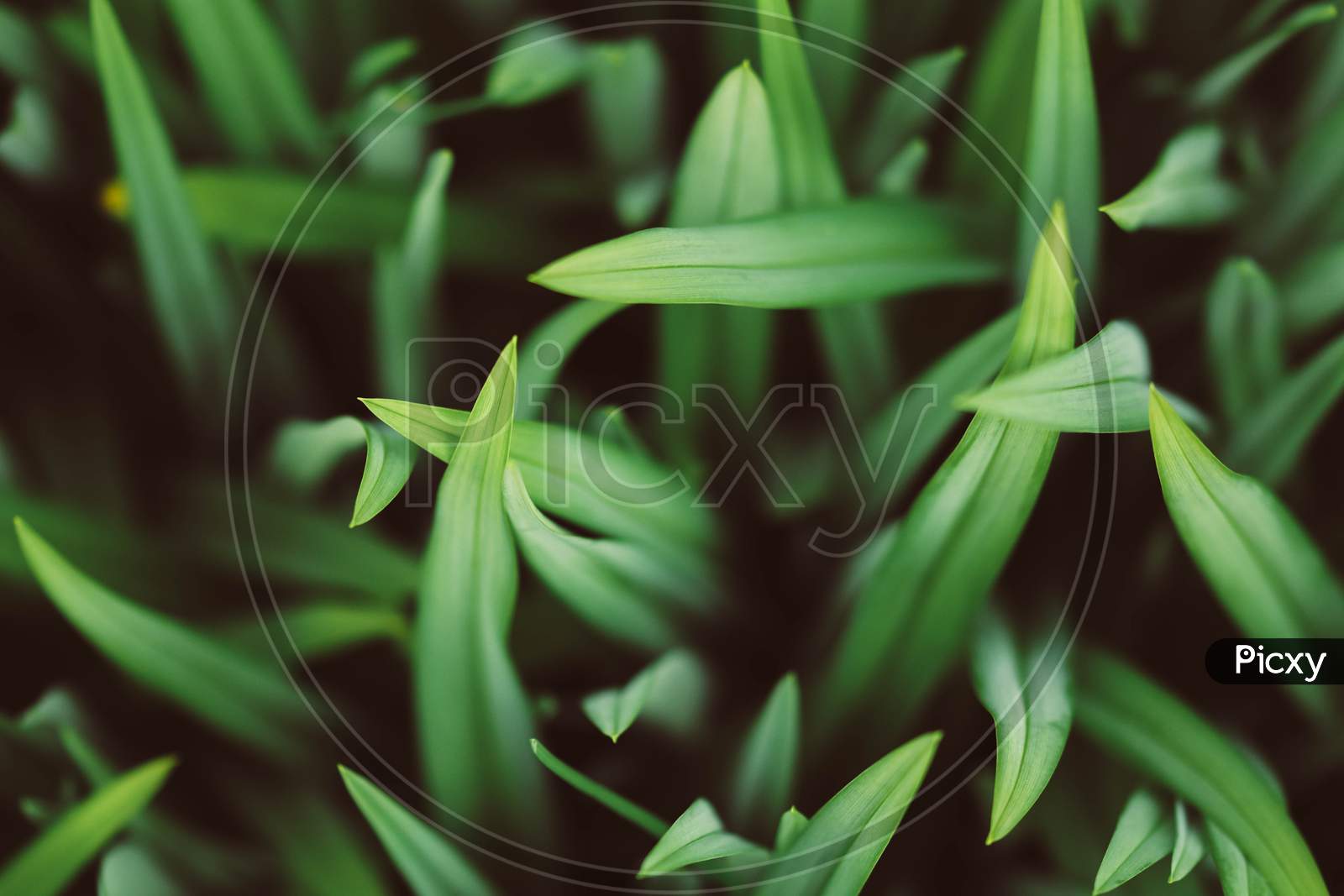 Selective Focus Photography Of Grass During Day With Slight Sunlight Background.
