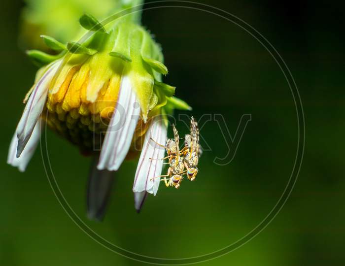 Bees Mating On The Side Of A Daisy Flower