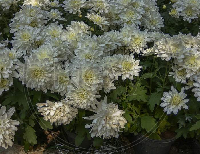 Chrysanthemum white