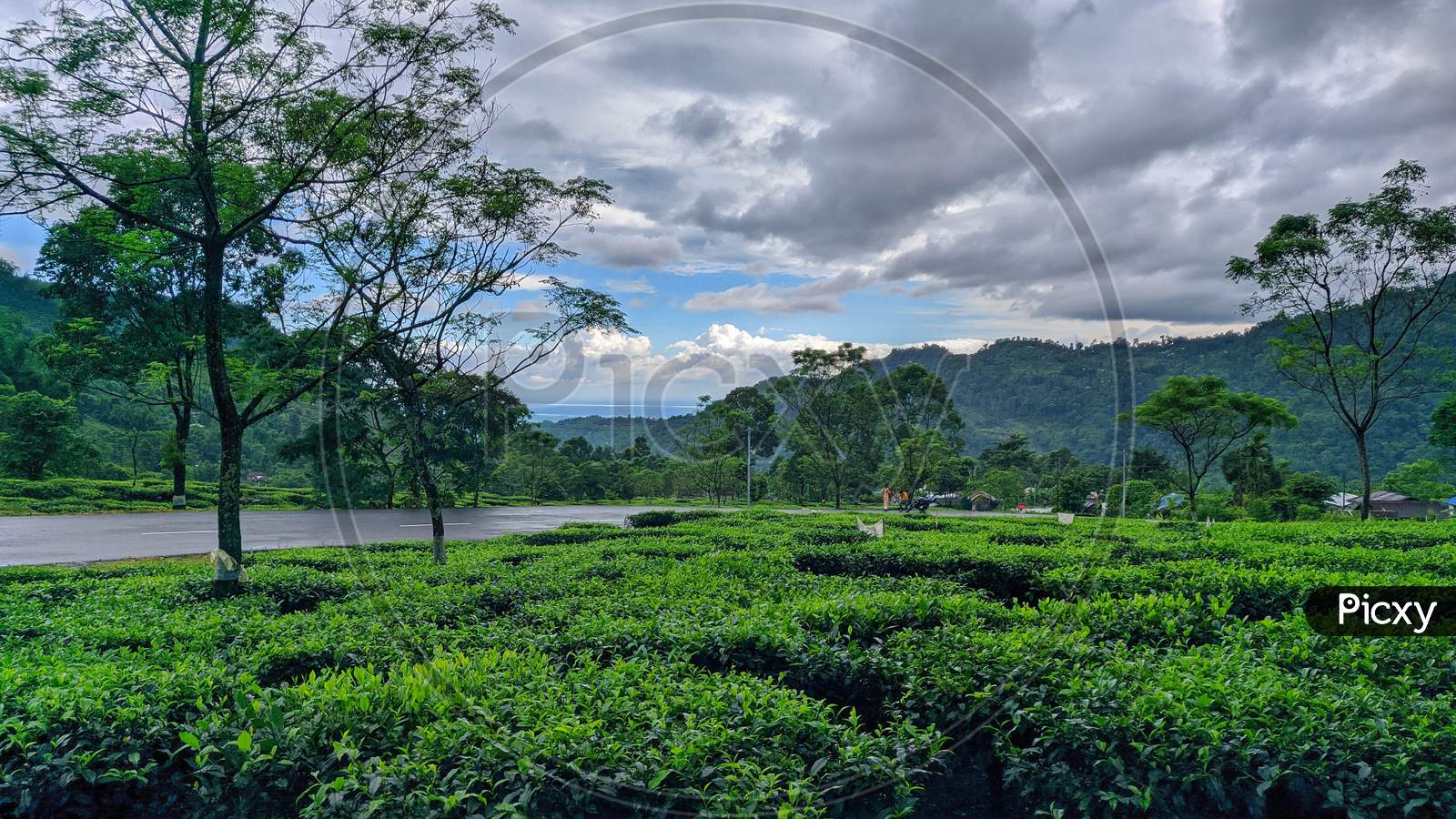 Serenity, Mountain Tea Garden, Landscape Photo