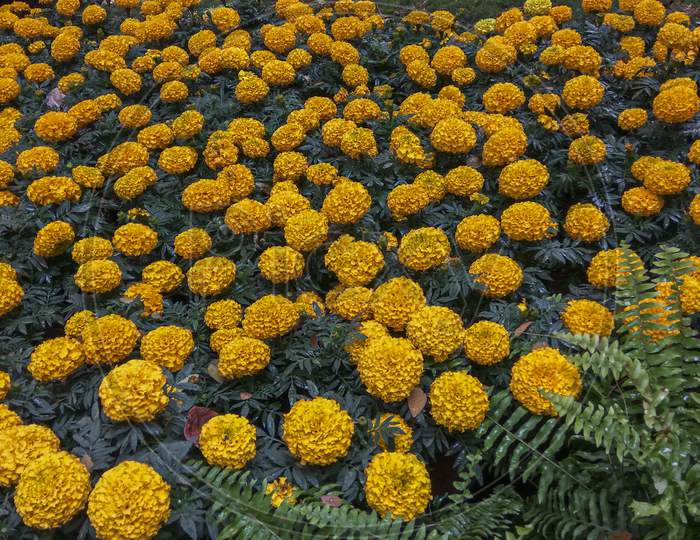 Marigold Flower Bed