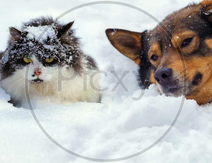 Cat And Dog Lying On The Snow In Cold Winter