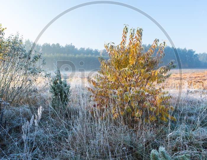 Beautiful Morning With Frost On Plants. Autumnal Landscape.
