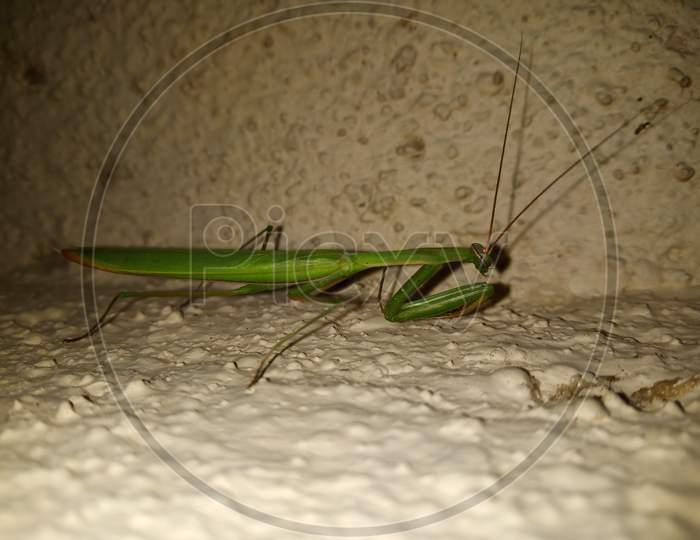 Grasshopper on the wall