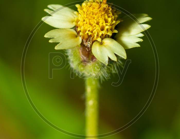Closeup Shot Of A Daisy Flower Before Blooming