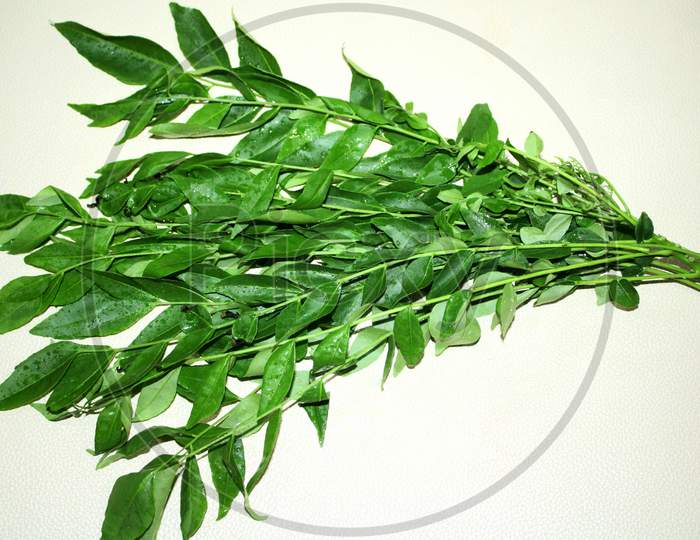 Fresh raw curry leaves stock images