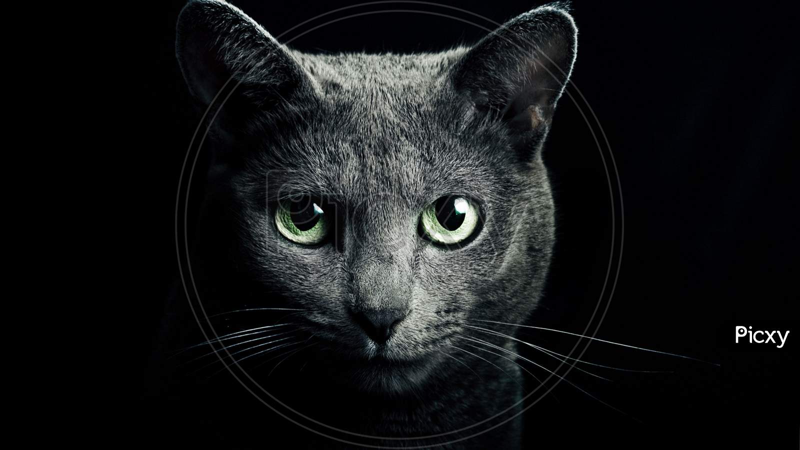 Close-Up Portrait Of A Cat With Light Green Eyes Against Black Background.