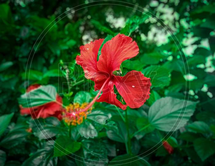 Hawaiian hibiscus flower on plant