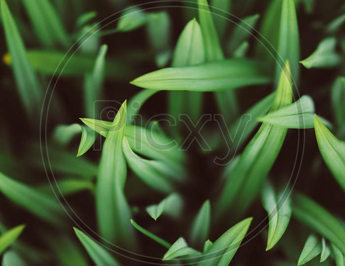 Selective Focus Photography Of Grass During Day With Slight Sunlight Background.