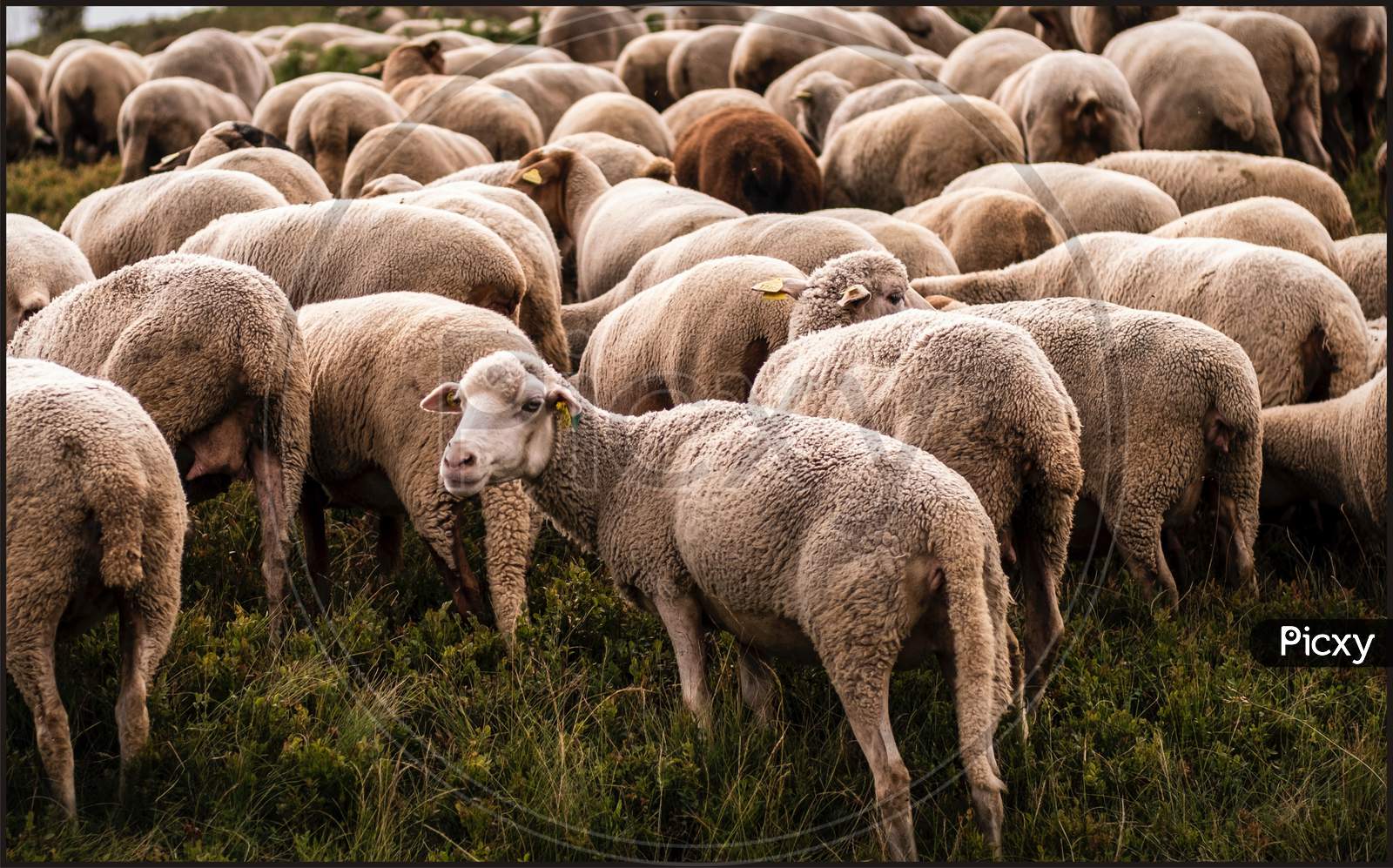 Flock of Staring Sheeps in green grass field