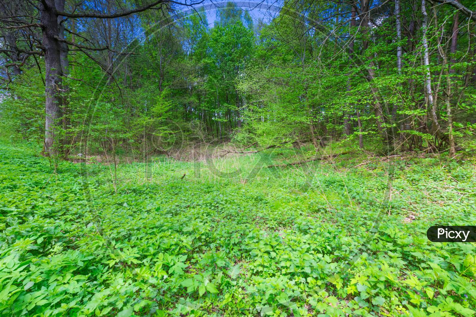 Green Springtime Forest