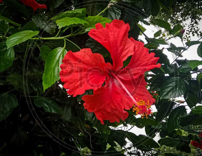 Hibiscus flower on plant