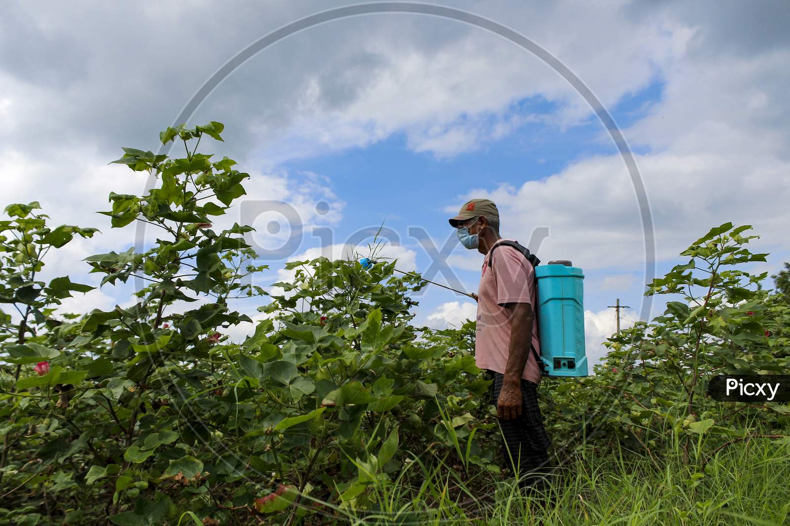 Farmer spraying pesticide spray on the cotton crops