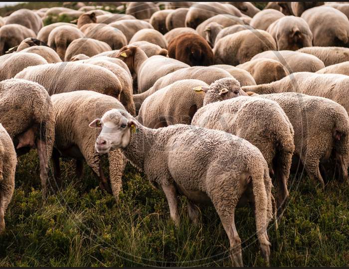 Flock of Staring Sheeps in green grass field