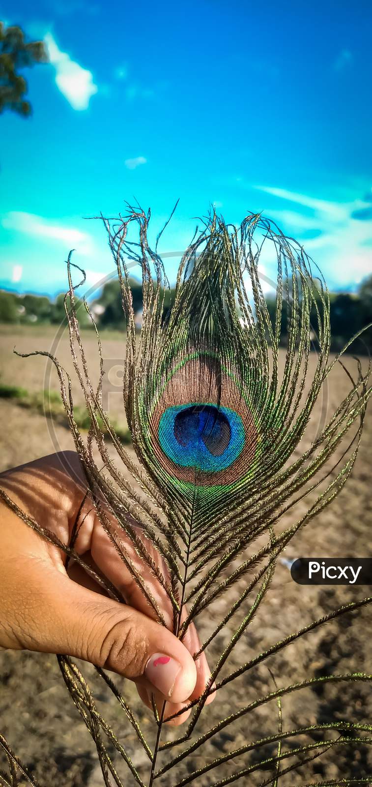 Peacock feather in hand