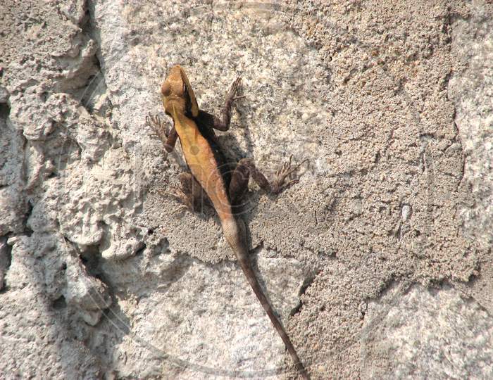 Lizard Climbing On A Wall