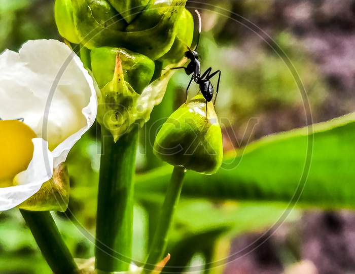 Image of Black garden ant