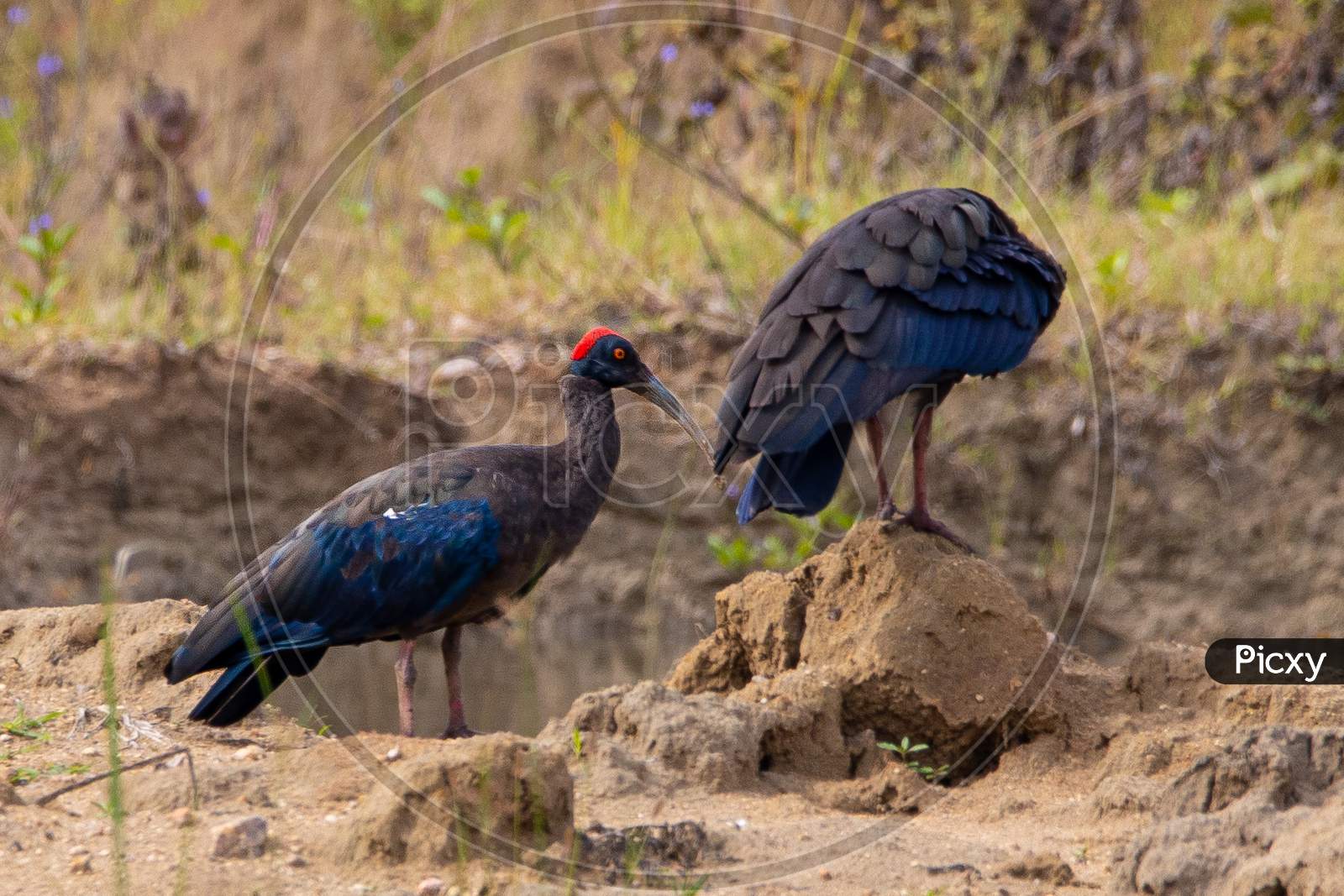 Red naped ibis
