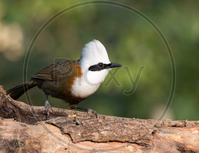 White-Crested Laughingthrush Perched On A Branch