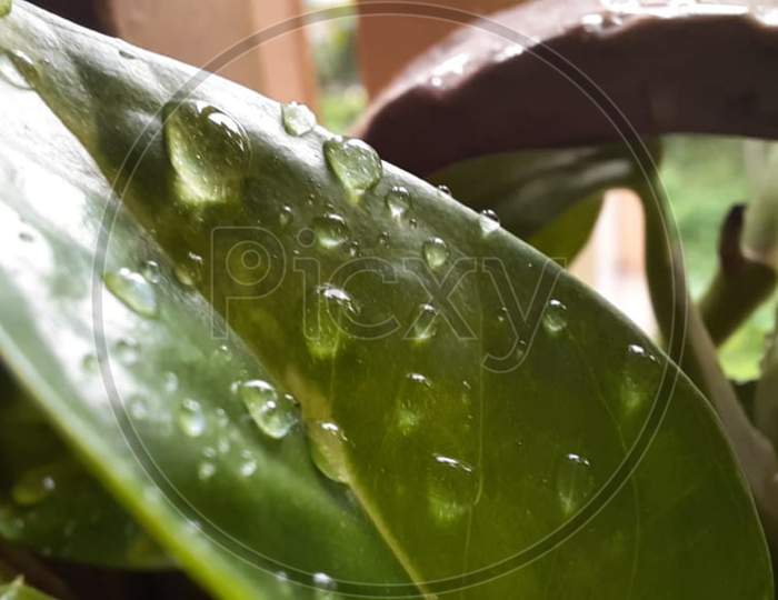 Macro photography of a money plant's leaf with water droplets on it.