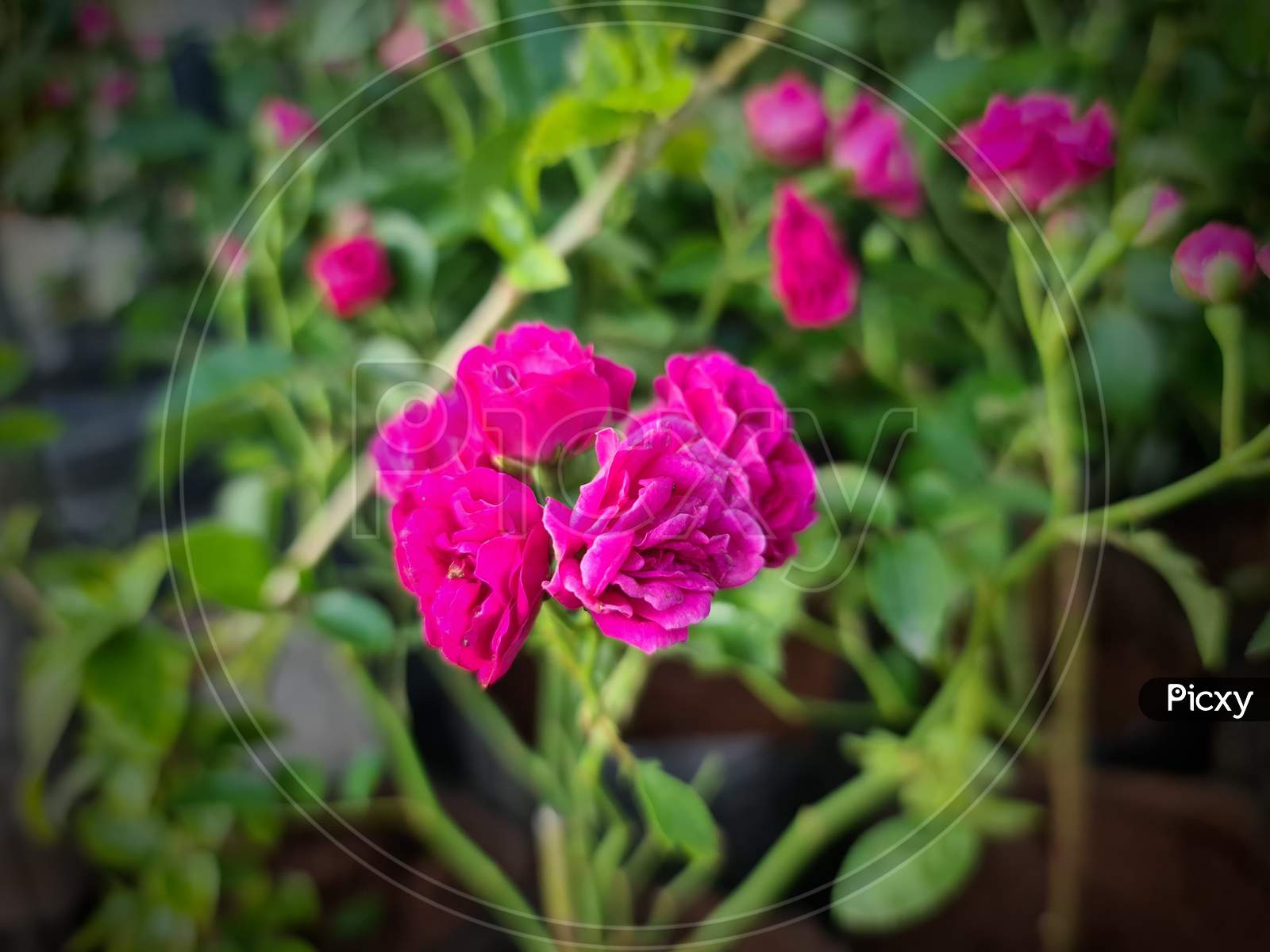 A pink flower plant