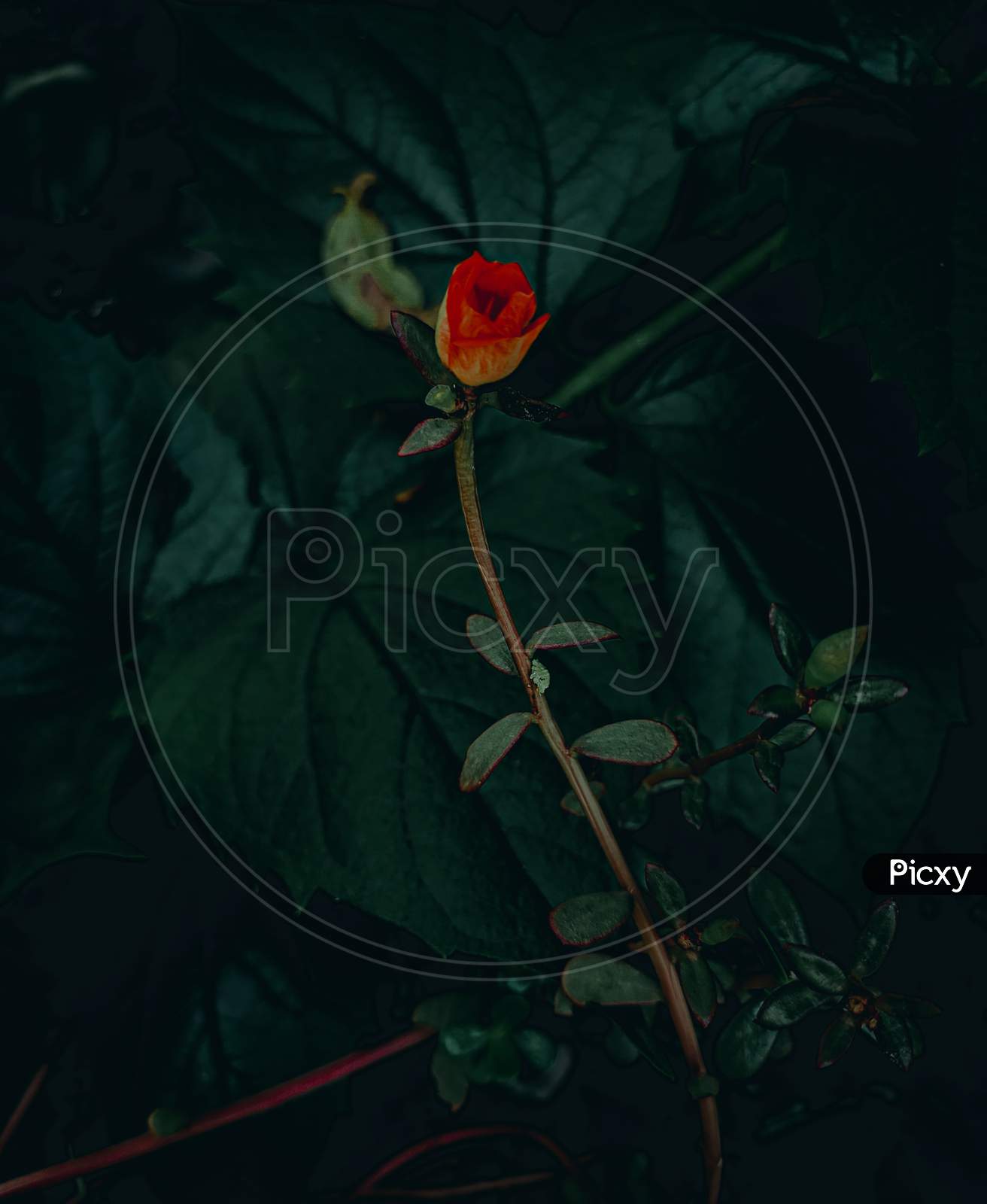 Moody Red Flower