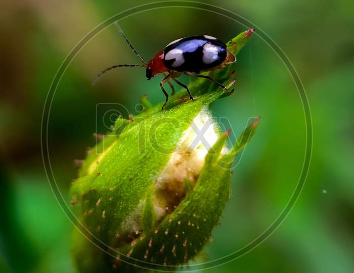 Lady bug sitting on bud