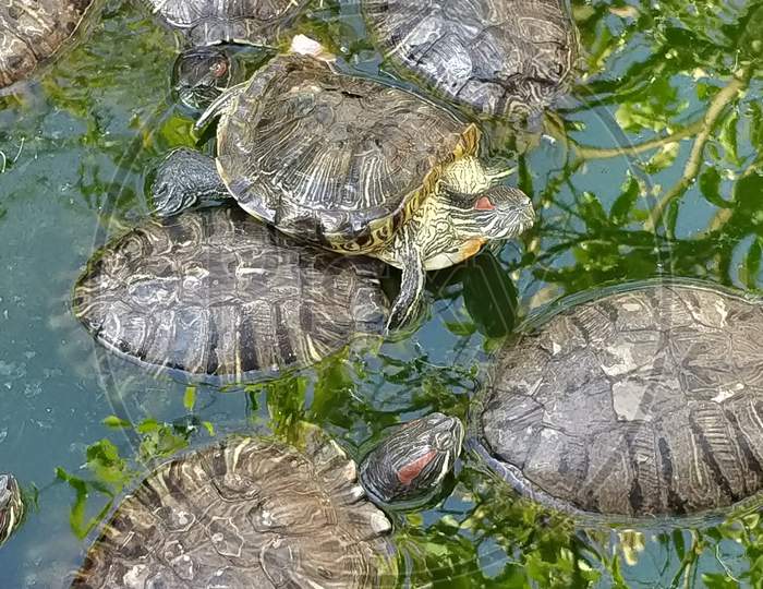 Group of turtles in the sun on pond near temple