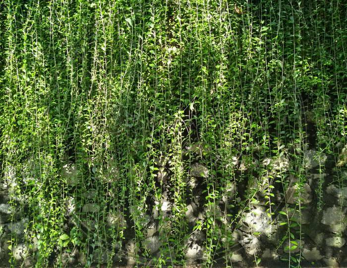 Climbing Plant On The Stone Wall. Ornamental Plant In The Garden. Eco Wall. Many Climbing Plant Leaves On Wall Reduce Dust In Air. Tropical Garden. Clean Environment.
