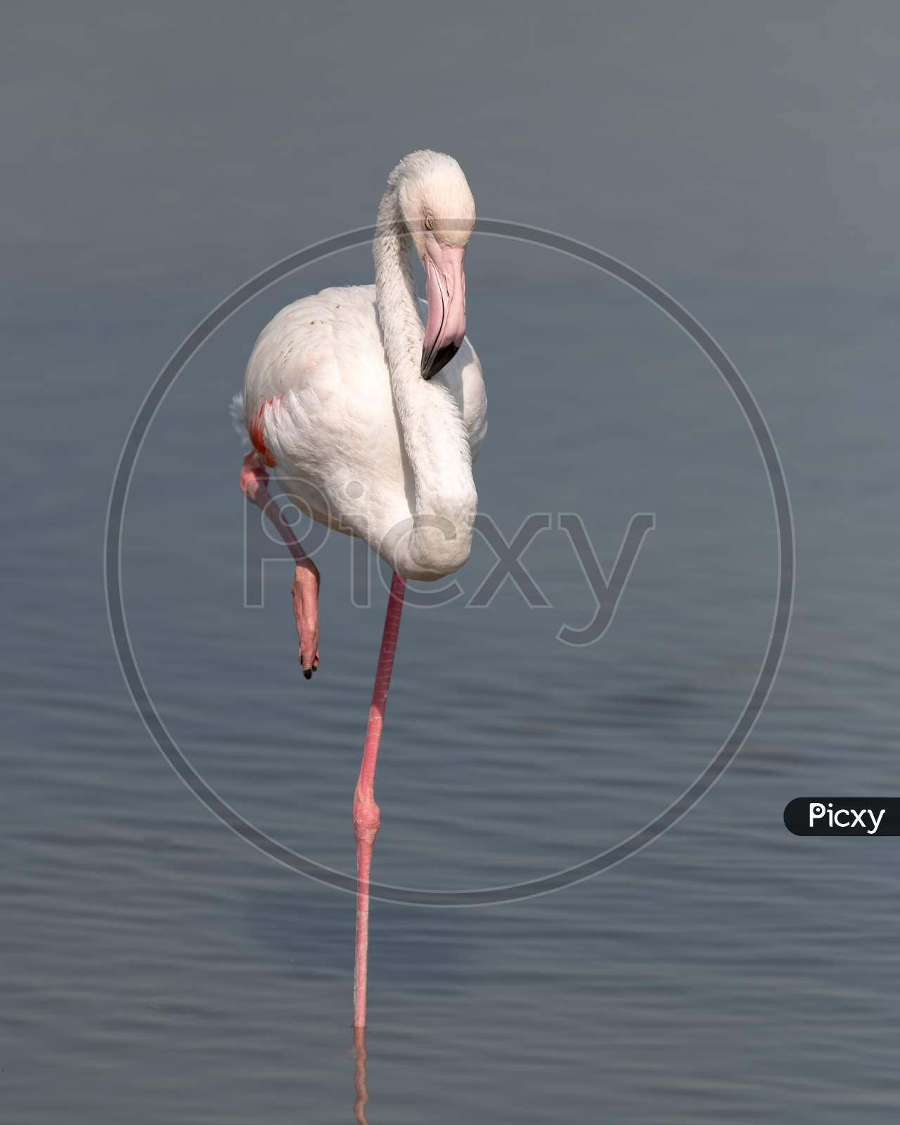 Greater Flamingo At Rest With One Foot Raised