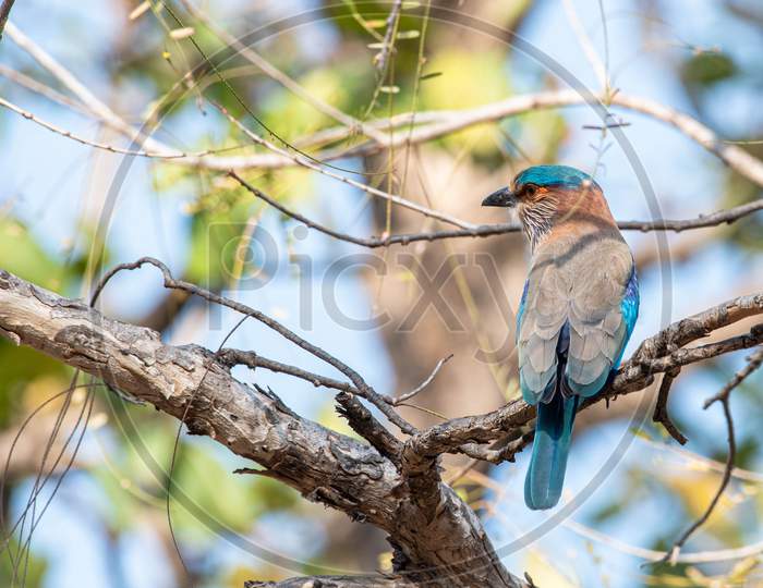 Indian Roller in Pench Tiger reserve