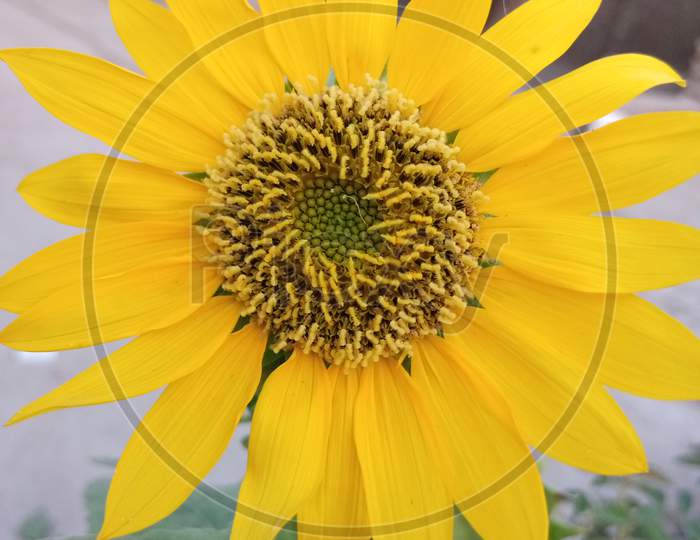 Full hd flower of sunflower