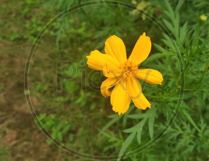 Beautiful single flower with yellow colour