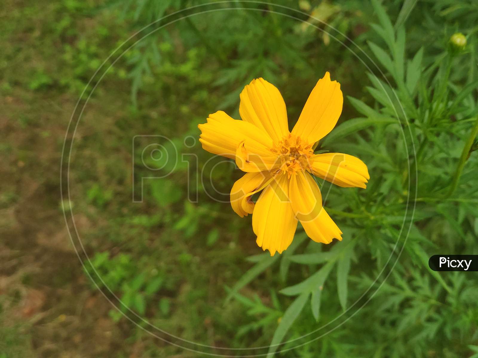 Beautiful single flower with yellow colour