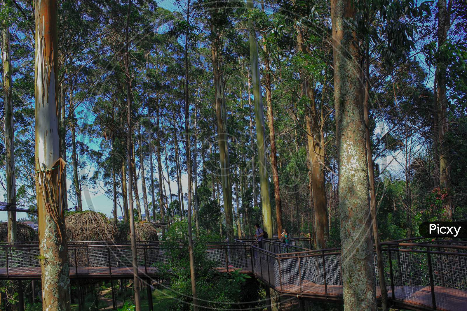 Trees in the park, Dusun Bambu, Bandung, West Java, Indonesia