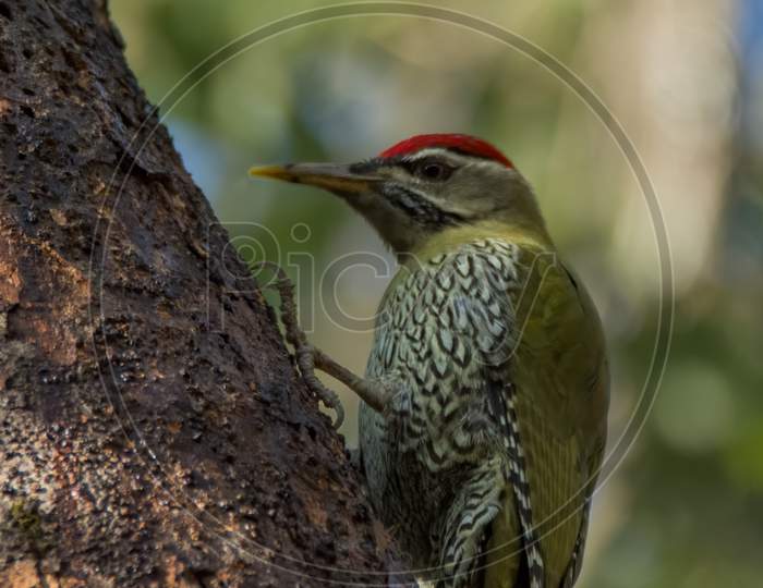 Male Scaly-Bellied Woodpecker Perched On A Tree Trunk