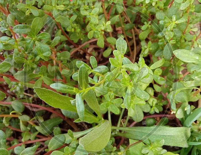 Close up evergreen plant