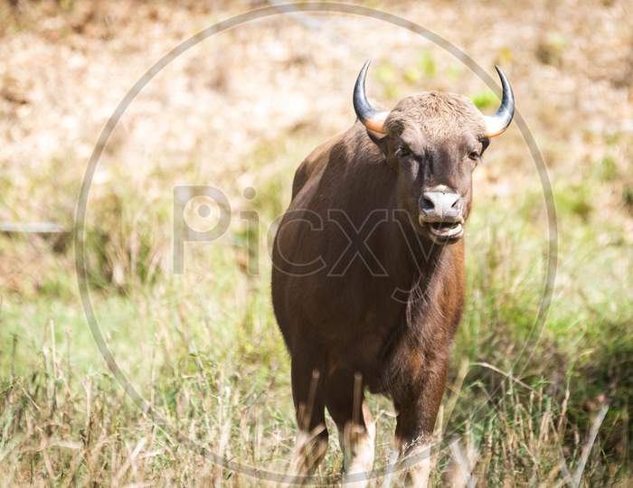 Bison in Tadoba anshi tiger reserve