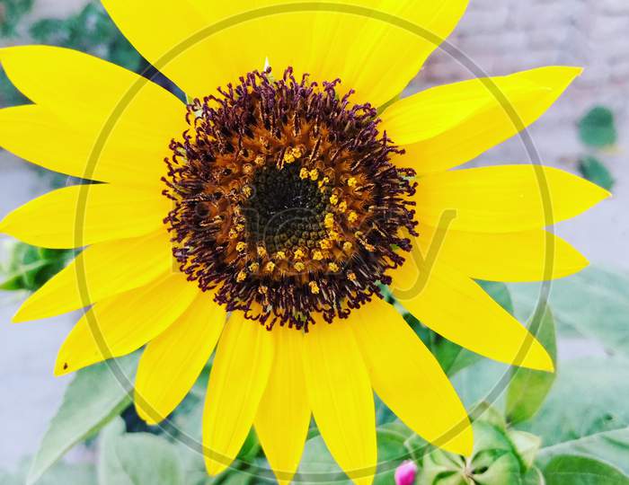 Sunflower  beautiful with greenery