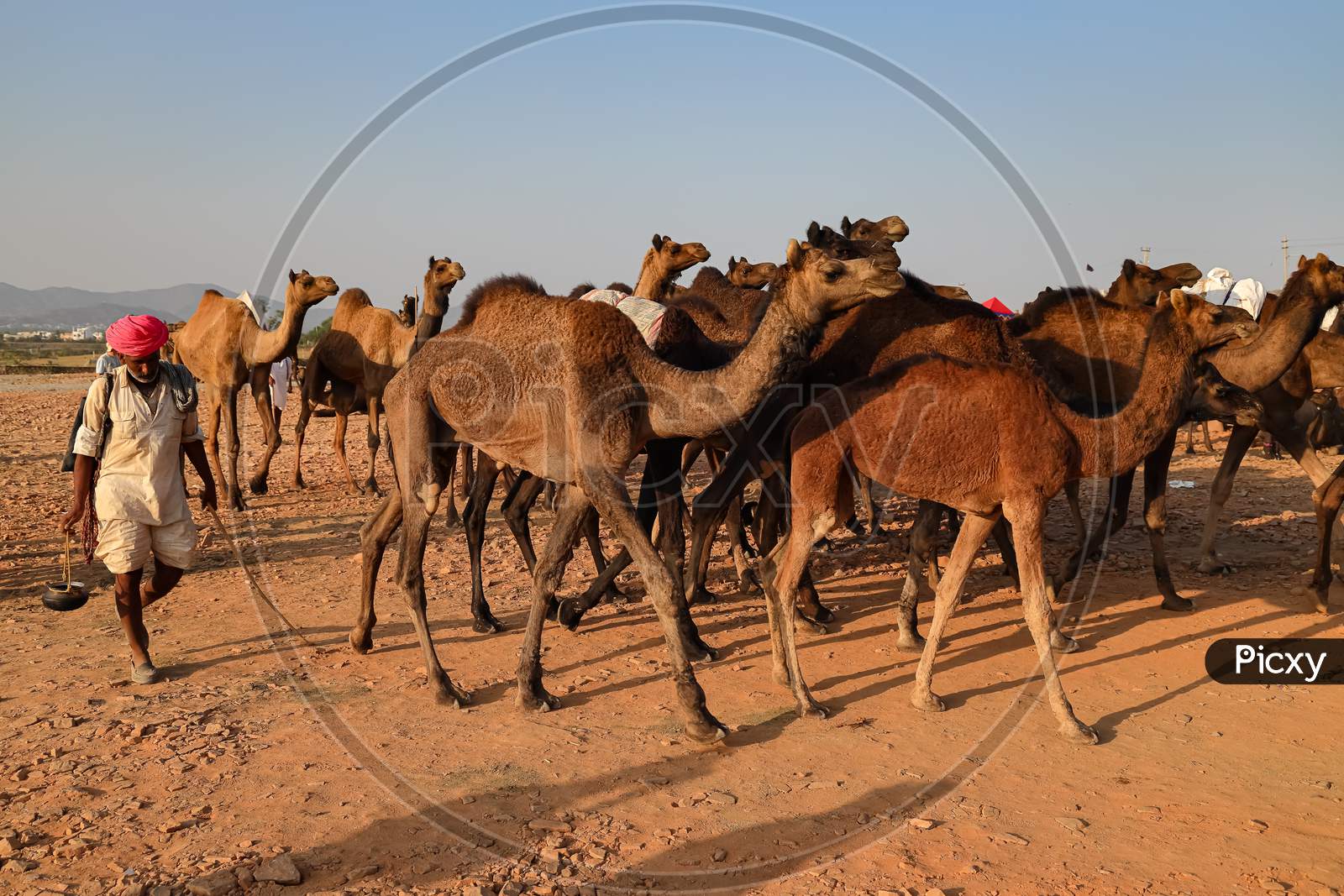 A man walking with his Camel livestock at Pushkar camel fair