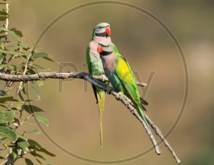 Pair Of Red-Breasted Parakeets