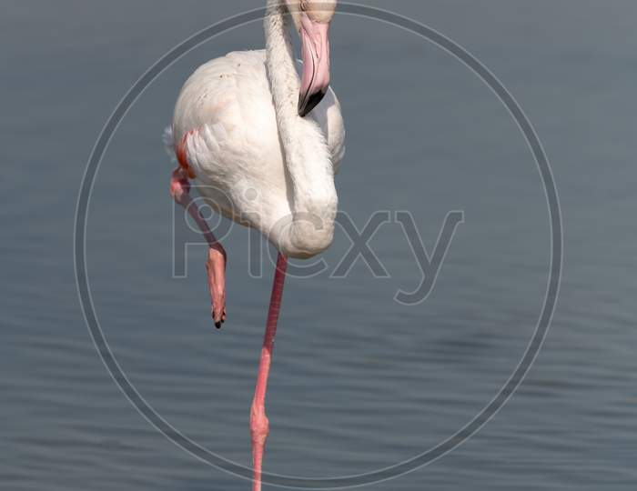 Greater Flamingo At Rest With One Foot Raised