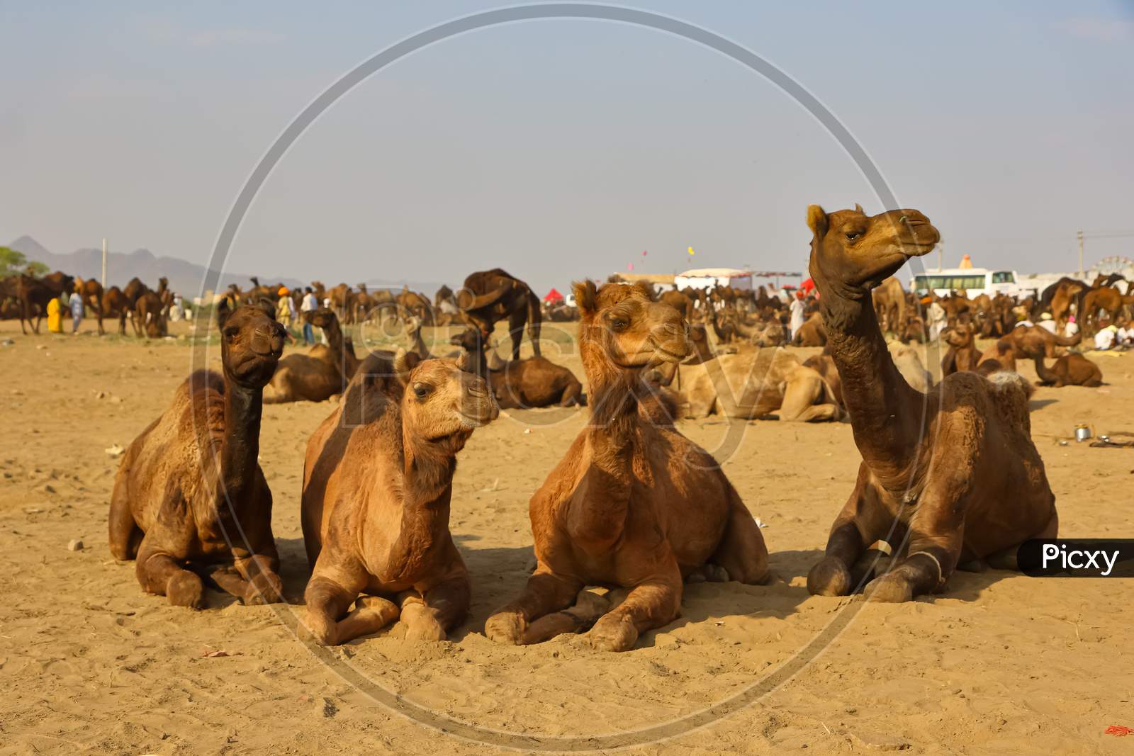 image of domestic camels siting on ground at pushkar