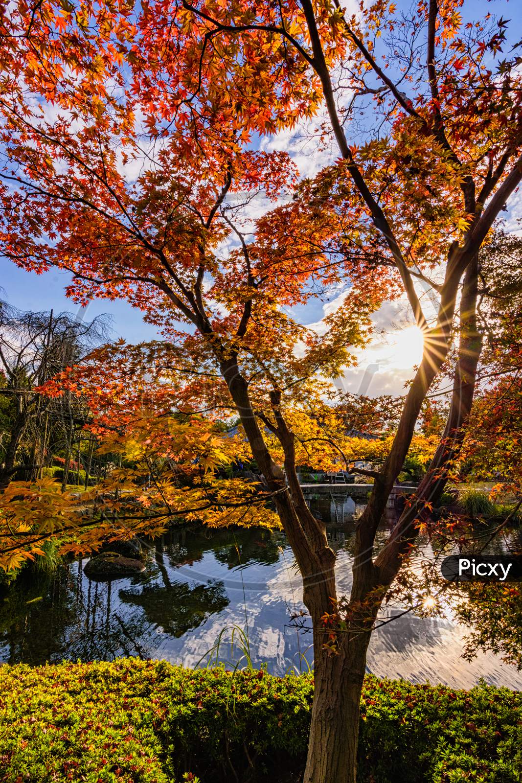 Beautiful Kokoen Garden During Autumn Foliage Season In Himeji City, Japan