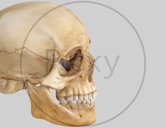 Artificial Human Skull On White Background, Skull
