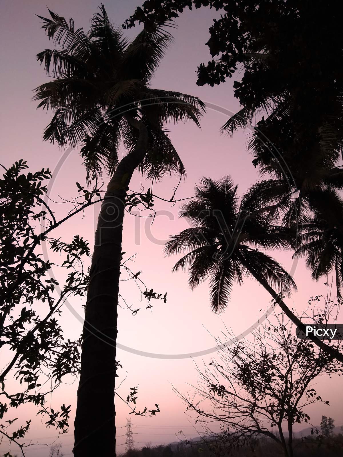 Palm Tree Silhouette In Evening Time.