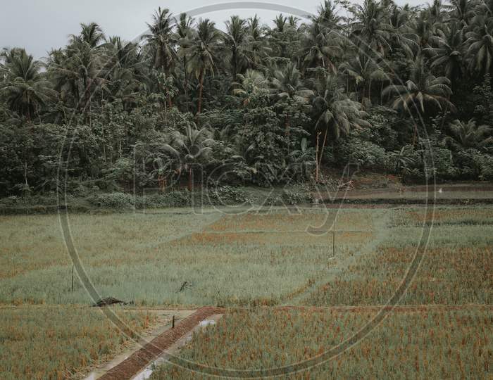 Wet rice field in Pangandaran, West Java, Indonesia