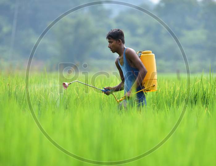 A farmer sprays fertilizer on his paddy crop at Kuthari village near Kaziranga in Nagaon District of Assam on Oct 4,2020.
