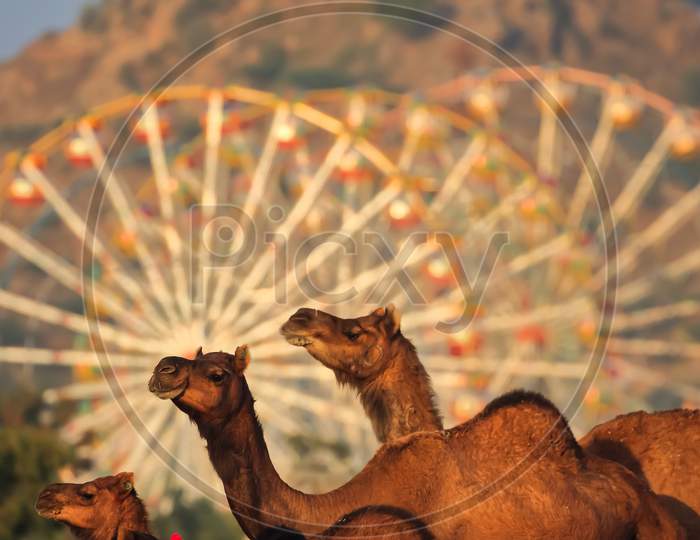 Image of camels in the fore ground as the main subject and giant wheel ride blurred at Pushkar